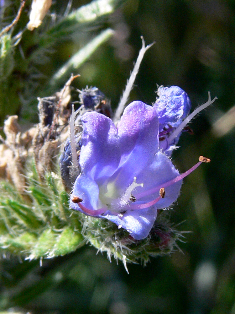 Image of Echium vulgare specimen.
