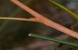 Grevillea longistyla