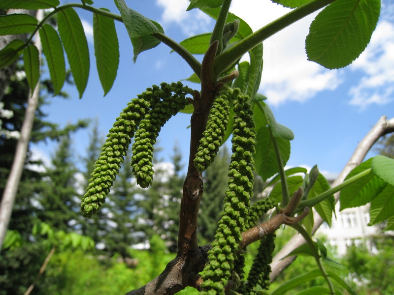 Изображение особи Juglans mandshurica.