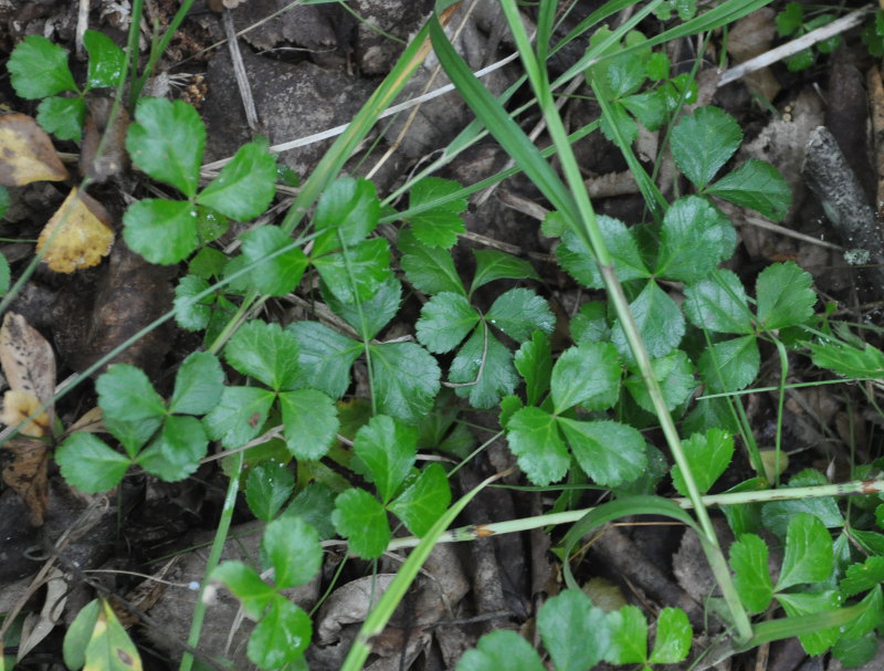 Image of Coptis trifolia specimen.