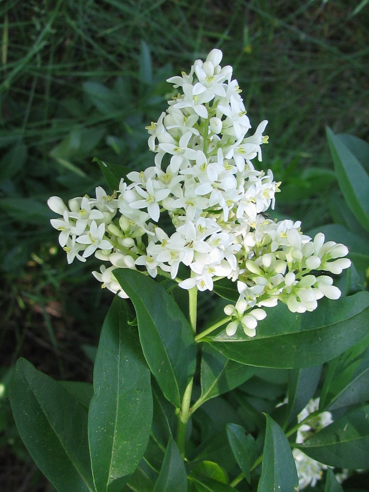 Image of Ligustrum vulgare specimen.