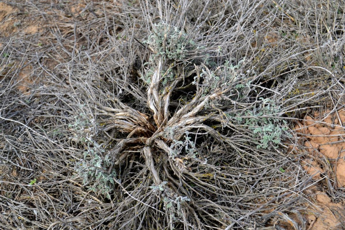 Image of genus Artemisia specimen.