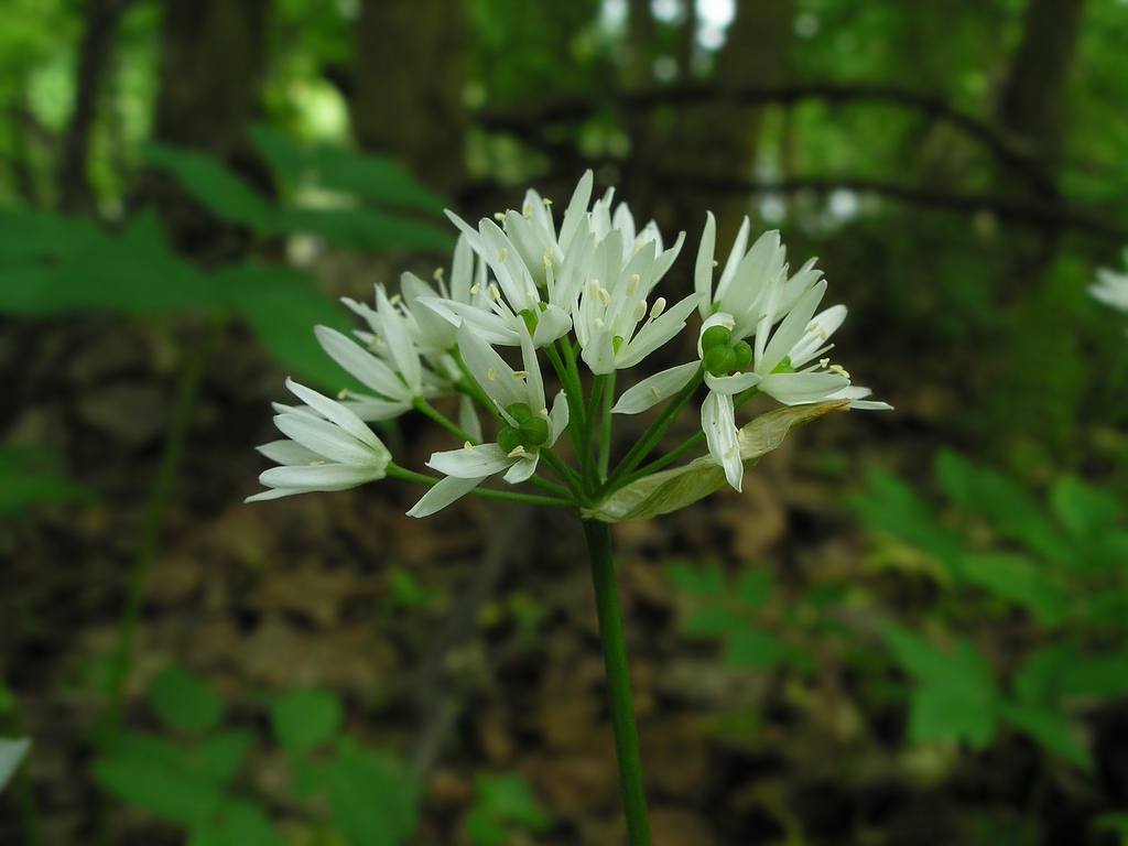 Изображение особи Allium ursinum.