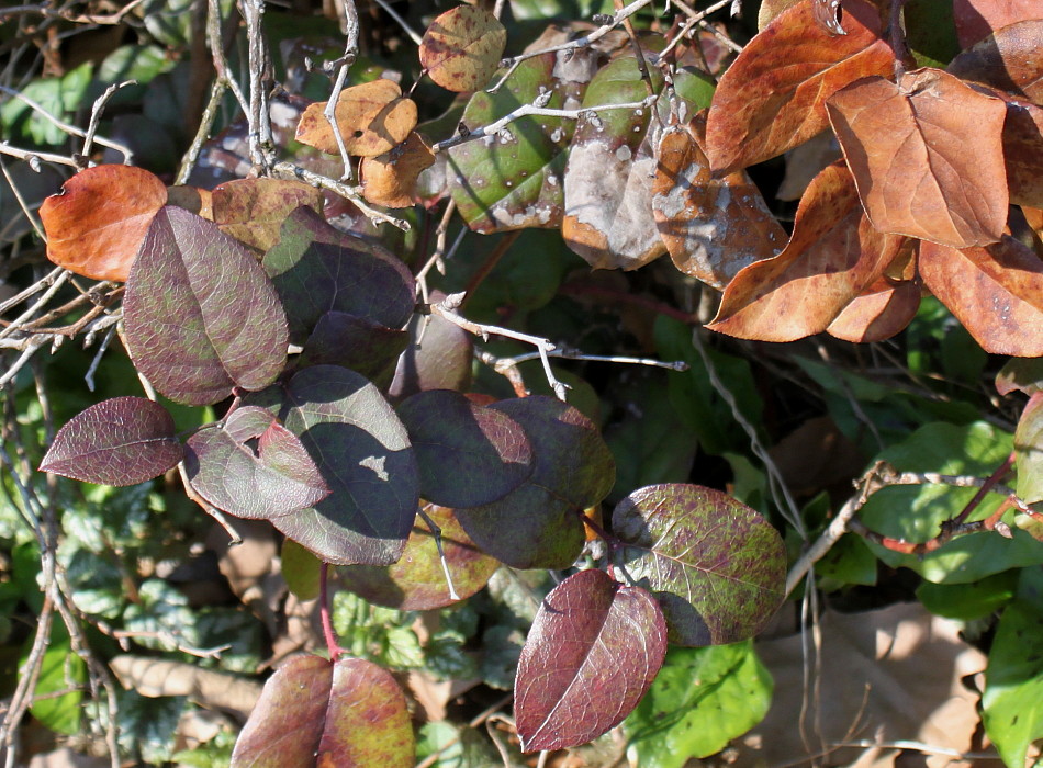 Image of Leucothoe catesbaei specimen.