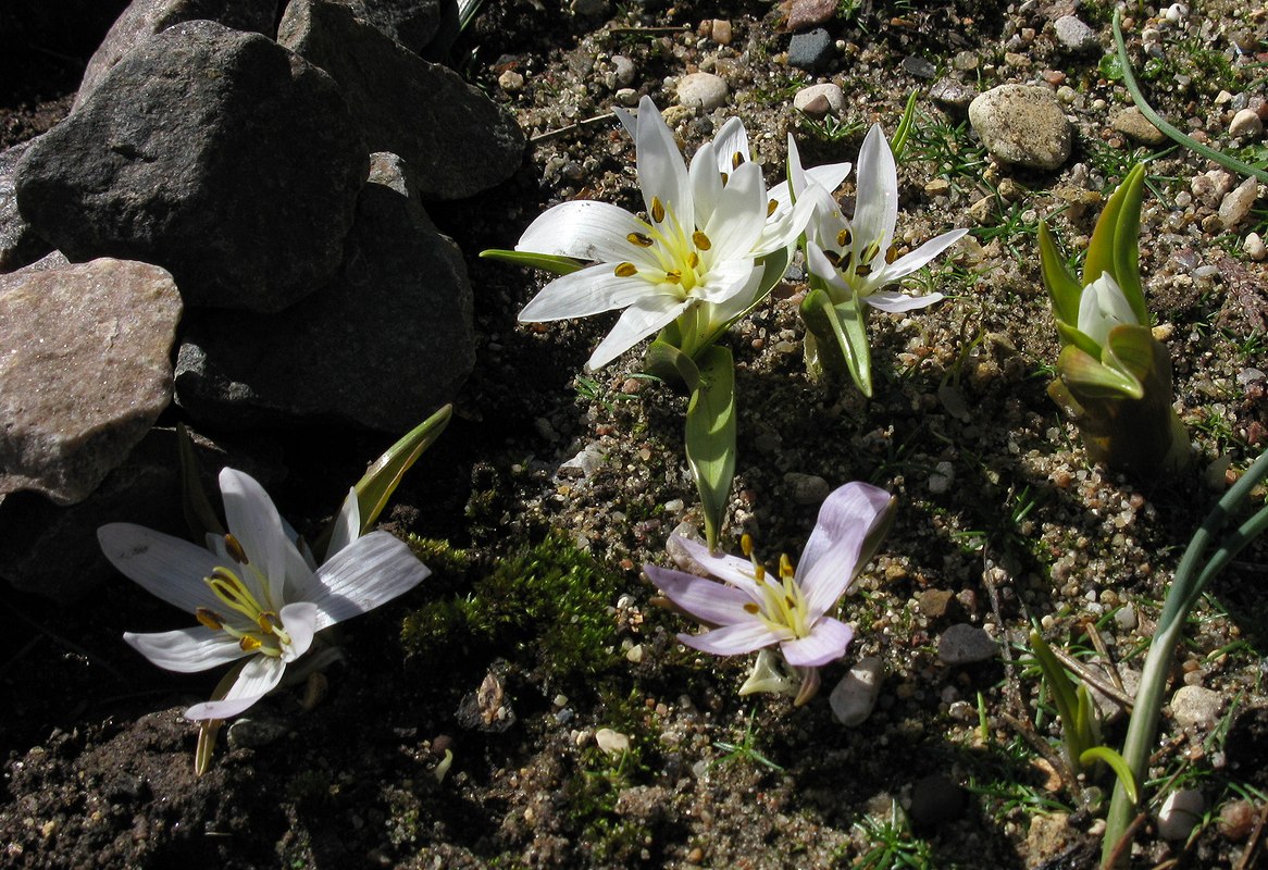 Image of Merendera candidissima specimen.