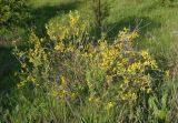 Chamaecytisus colchicus