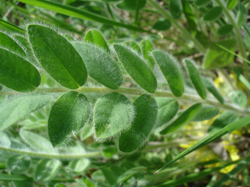 Изображение особи Astragalus pubiflorus.