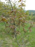 Acer pseudoplatanus. Молодое деревце. Крым, Ялта, Ялтинская яйла. 29.05.2009.