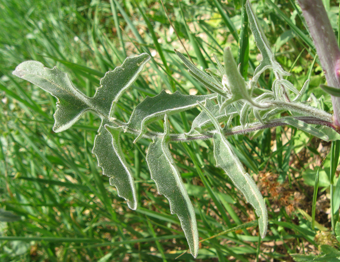 Image of Sisymbrium orientale specimen.