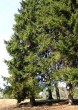 Picea orientalis