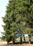 Picea orientalis. Группа посаженных деревьев. Ставропольский край, г. Кисловодск, Курортный парк средний. 28.03.2013.