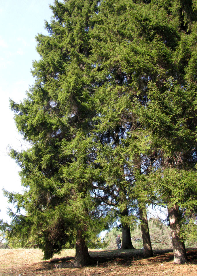 Image of Picea orientalis specimen.