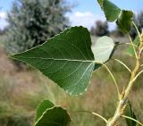 Populus nigra