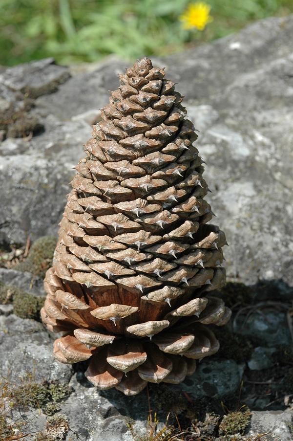 Image of Pinus jeffreyi specimen.