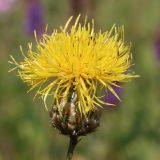 Centaurea orientalis