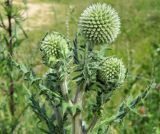 Echinops sphaerocephalus. Верхушка расцветающего растения. Подмосковье, окр. г. Одинцово, разнотравный луг. Июнь 2013 г.