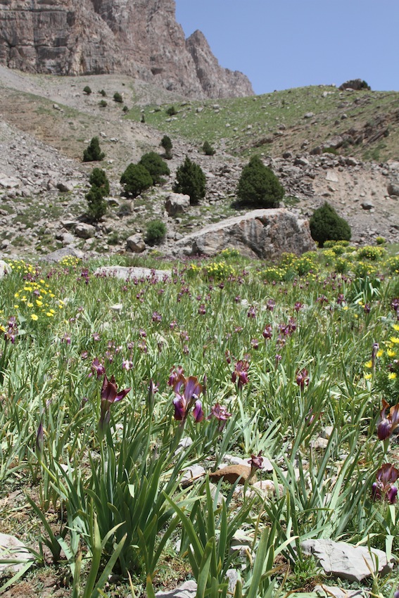 Image of Iris stolonifera specimen.