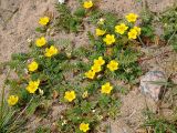 Potentilla anserina. Цветущие растения. Санкт-Петербург, пустырь. 2 июня 2009 г.