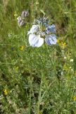 Nigella arvensis. Верхушка растения с цветком и бутонами. Украина, Запорожская обл., Запорожский р-н, участок разнотравной степи на границе Малоекатериновского охотничье-рыболовного х-ва. 09.06.2013.