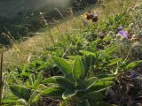 Salvia ringens. Верхушка цветущего и плодоносящего растения. Краснодарский край, Новороссийск, мыс Шесхарис, прибрежный склон Маркотхского хребта, можжевеловое редколесье, выс. ок. 550 м н.у.м. 21.07.2013.