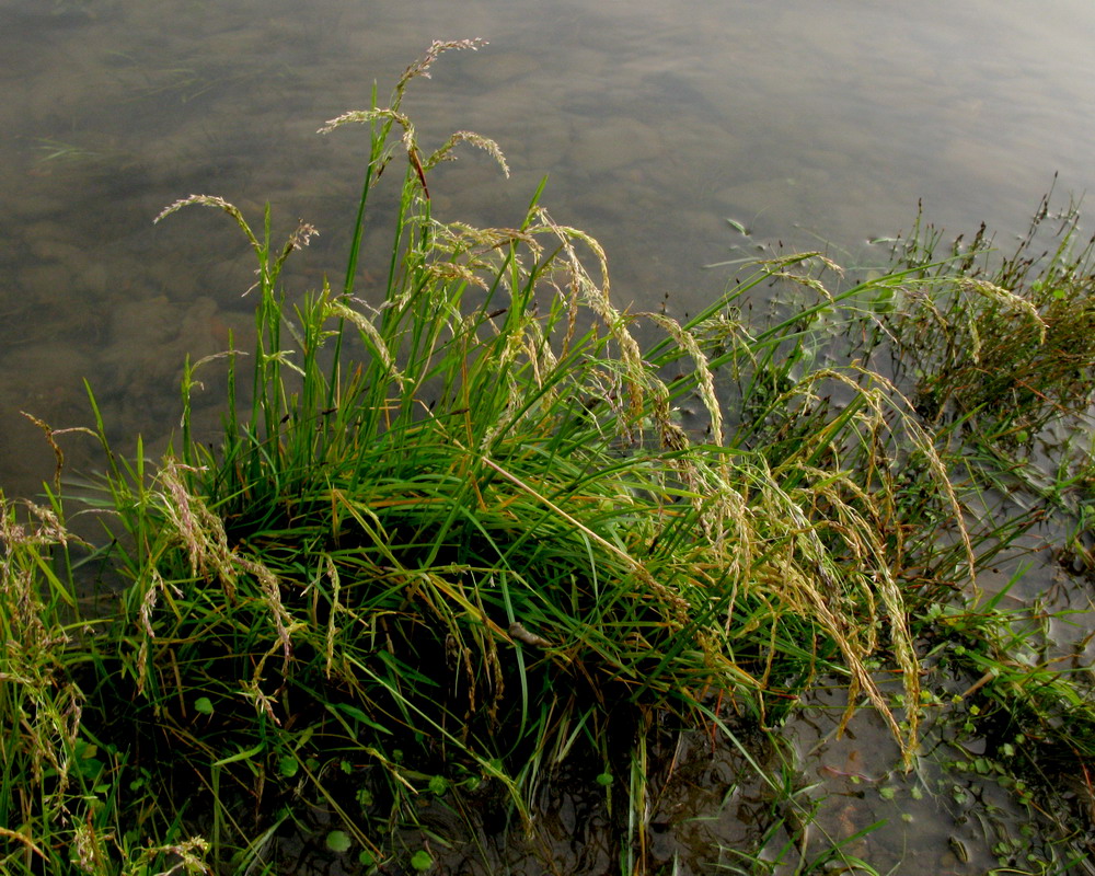 Изображение особи Deschampsia kaschinae.