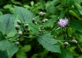 Saussurea grandifolia. Верхушка цветущего растения. Приморский край, окр. г. Находка, в дубовом лесу. 25.08.2013.