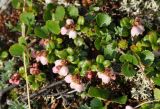 Vaccinium vitis-idaea variety minus. Побеги с соцветиями среди Betula exilis. Камчатский край, Ключевская группа вулканов, окрестности перевала Толуд. 20.07.2013.