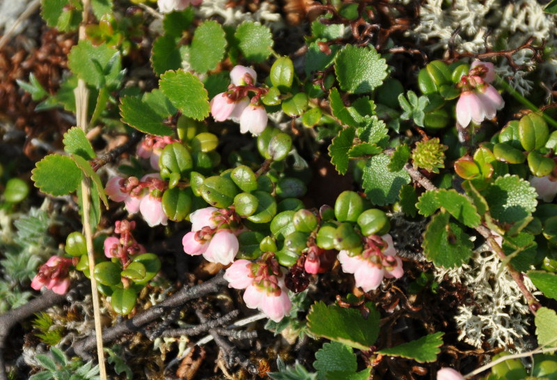 Изображение особи Vaccinium vitis-idaea var. minus.