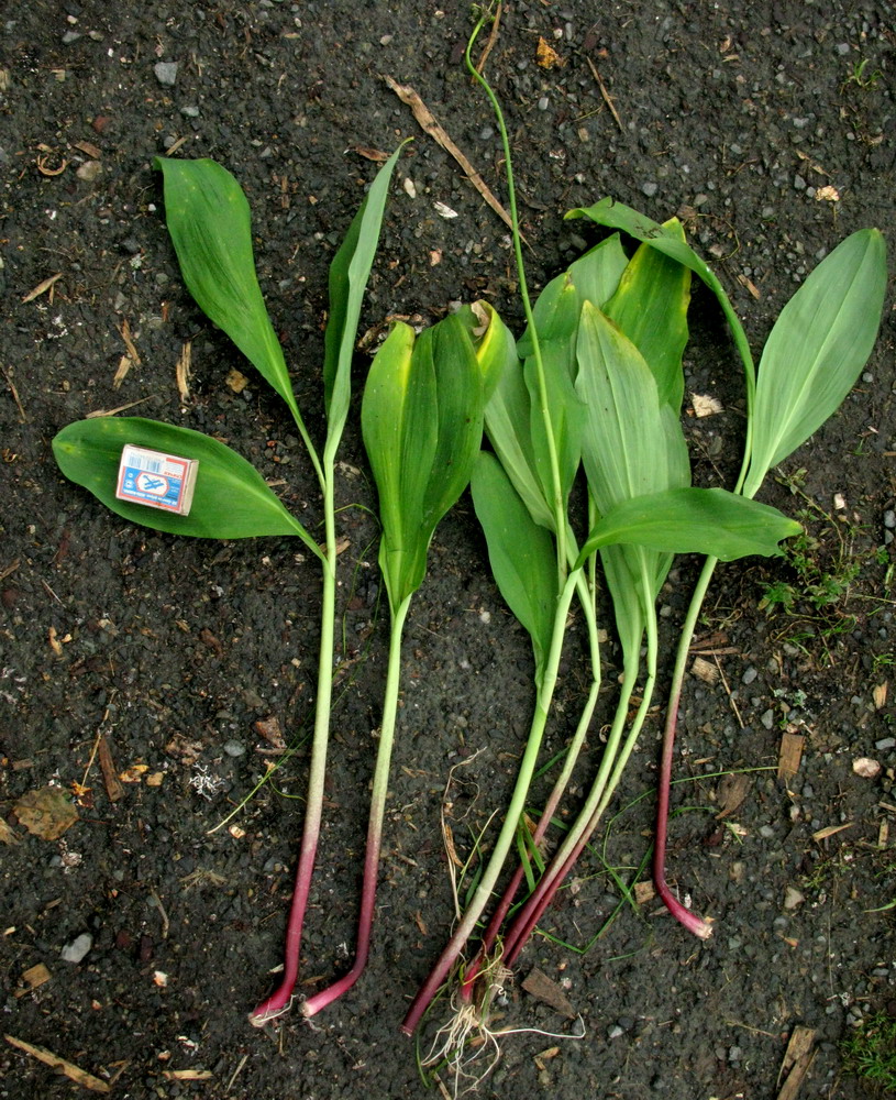Image of Allium microdictyon specimen.