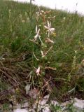 Asphodeline tenuior