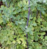 Thalictrum glaucum
