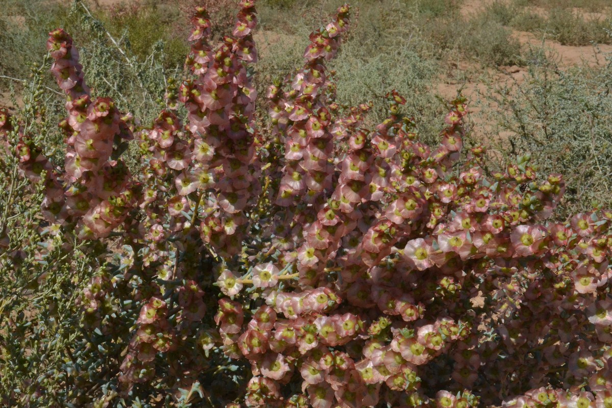Image of Salsola acutifolia specimen.
