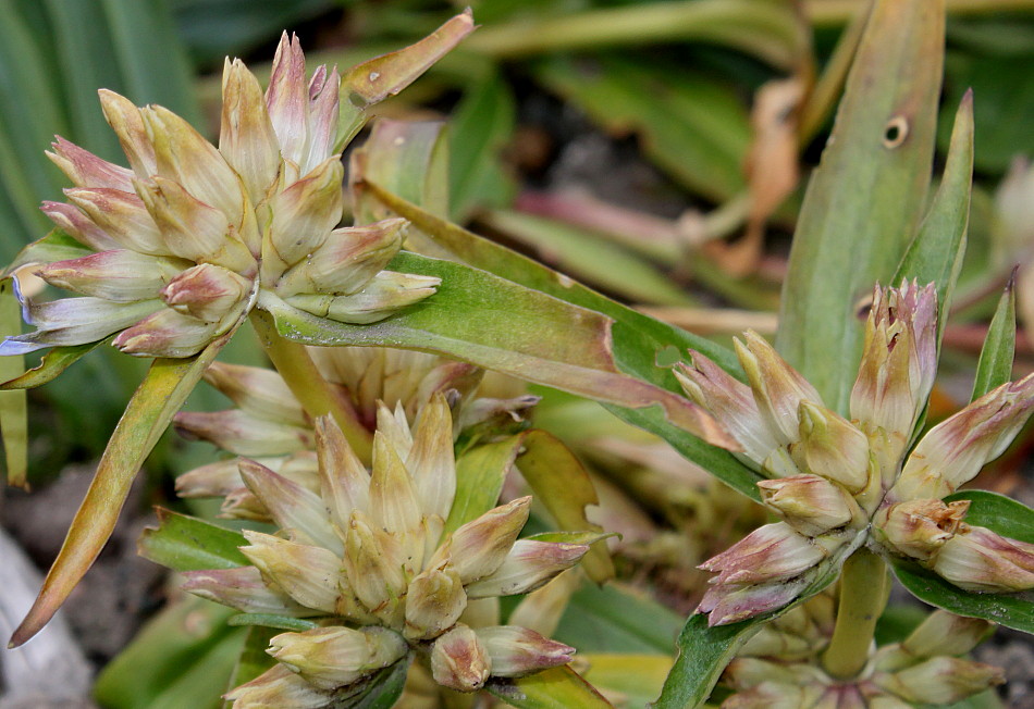 Image of Gentiana walujewii specimen.