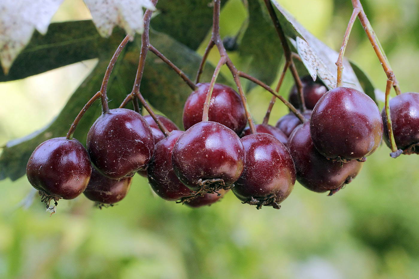 Изображение особи Crataegus pseudoambigua.