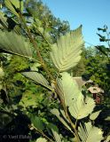 Alnus incana. Часть молодого побега (вид снизу). Украина, Ивано-Франковская обл., Косовский р-н, с. Шешоры, НПП \"Гуцульщина\", р. Коровьяк. 6 сентября 2013 г.