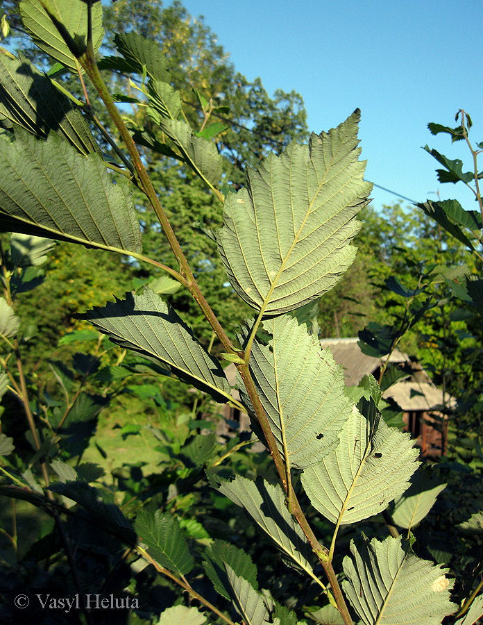 Image of Alnus incana specimen.