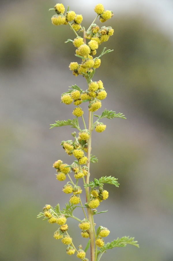 Image of Artemisia stechmanniana specimen.