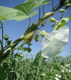Calystegia sepium