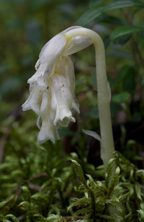 Изображение особи Hypopitys monotropa.