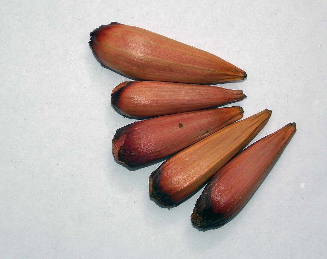 Image of Araucaria araucana specimen.