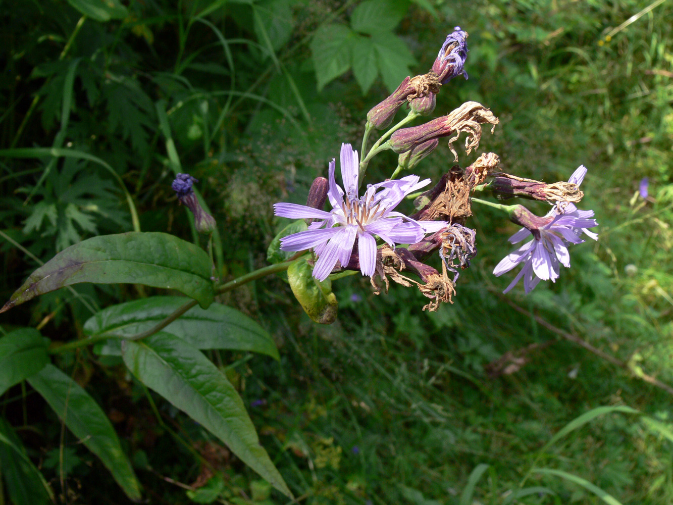 Изображение особи Lactuca sibirica.