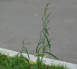 Rumex pseudonatronatus