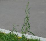Rumex pseudonatronatus. Цветущее растение. Иркутская обл., окр. Иркутска, газон. 06.09.2012.