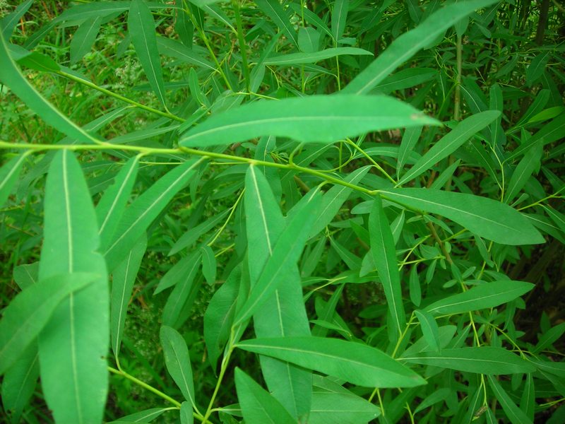 Image of Salix vinogradovii specimen.