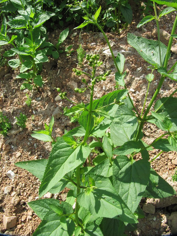 Image of Scrophularia nodosa specimen.