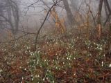 Galanthus nivalis