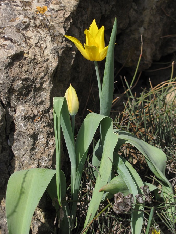 Image of Tulipa suaveolens specimen.
