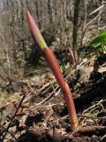 Polygonatum glaberrimum. Молодой побег. Краснодарский край, Новороссийский р-н, гора Рябкова, дубово-грабовый лес. 30.03.2014.