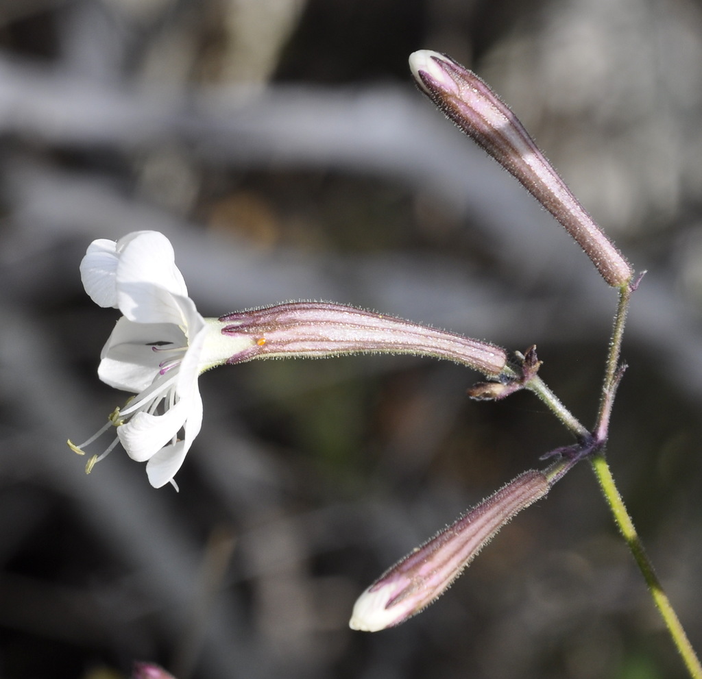 Изображение особи Silene italica.