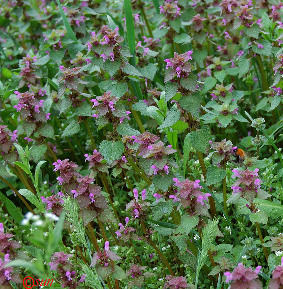 Image of Lamium purpureum specimen.